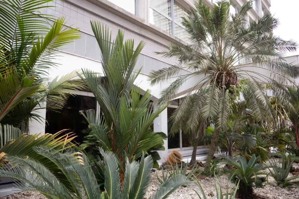 Jardin tropical près de la piscine