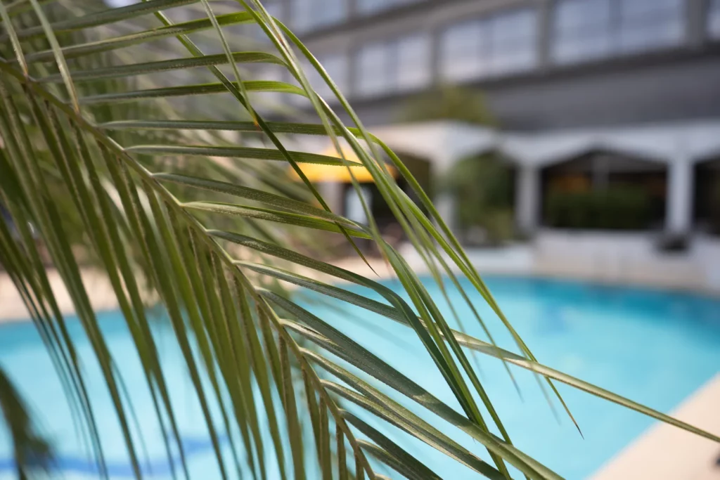 Palme au premier plan et piscine